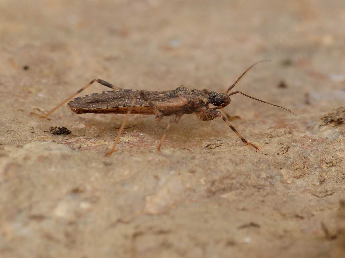 Reduviidae: Oncocephalus squalidus - Tolfa (RM)